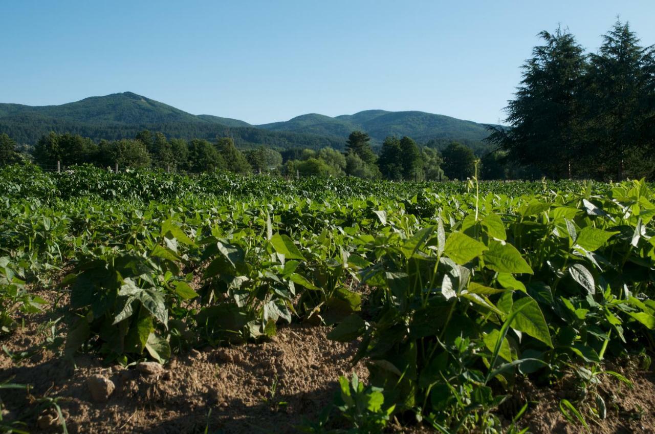 Agriturismo Fiorella Camigliatello Silano Kültér fotó
